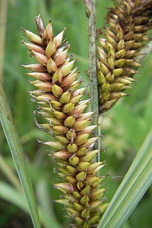 Carex vesicaria \ Blasen-Segge / Blister Sedge, D Lampertheim 11.6.2009