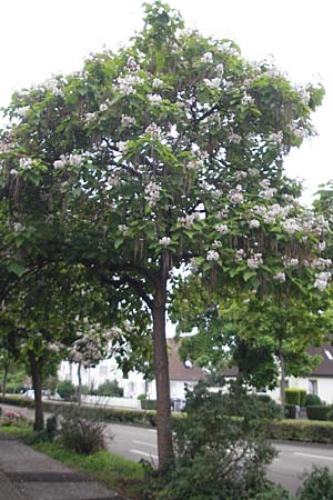 Catalpa bignonioides \ Gewhnlicher Trompetenbaum, Beamtenbaum, D Weinheim an der Bergstraße 27.6.2009