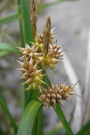 Carex viridula \ Spte Gelb-Segge / Little Green Sedge, Small-Fruited Yellow Sedge, D Hassloch 9.7.2009