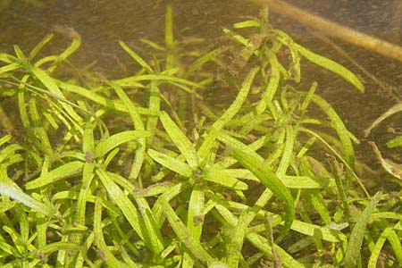 Callitriche obtusangula / Blue-Fruited Water Starwort, D Pfalz, Bellheim 24.7.2009