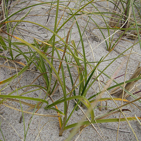 Carex arenaria \ Sand-Segge / Sand Sedge, D Fehmarn 3.8.2009