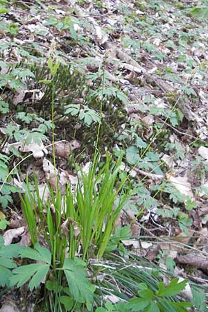 Carex umbrosa \ Schatten-Segge / Umbrosa Sedge, D Hirschhorn 23.4.2010