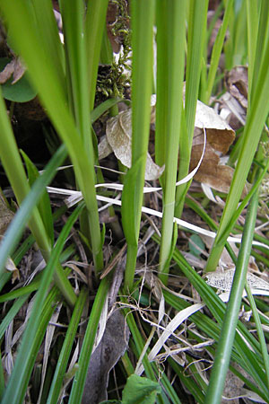 Carex umbrosa \ Schatten-Segge / Umbrosa Sedge, D Hirschhorn 23.4.2010