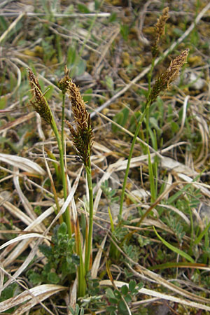 Carex caryophyllea \ Frhlings-Segge / Spring Sedge, D Karlstadt 1.5.2010