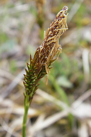 Carex caryophyllea \ Frhlings-Segge / Spring Sedge, D Karlstadt 1.5.2010