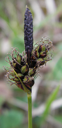 Carex montana \ Berg-Segge / Mountain Sedge, Soft-Leaved Sedge, D Werbach 2.5.2010