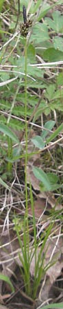 Carex montana \ Berg-Segge / Mountain Sedge, Soft-Leaved Sedge, D Werbach 2.5.2010