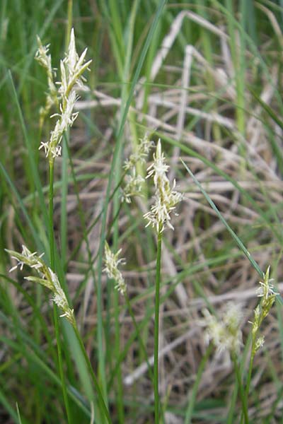 Carex brizoides \ Zittergras-Segge / Quaking Grass Sedge, D Krumbach 8.5.2010