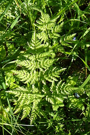 Anthriscus nitida \ Glanz-Kerbel / Glossy-Leaved Parsley, D Warburg 31.5.2014