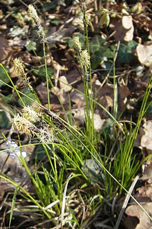 Carex montana \ Berg-Segge / Mountain Sedge, Soft-Leaved Sedge, D Ingelheim 2.4.2011