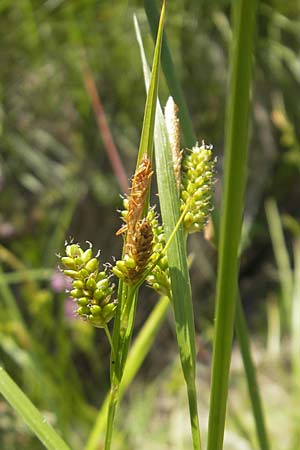 Carex pallescens \ Bleiche Segge / Pale Sedge, D Sötern 21.5.2011