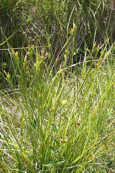 Carex pallescens \ Bleiche Segge, D Sötern 21.5.2011