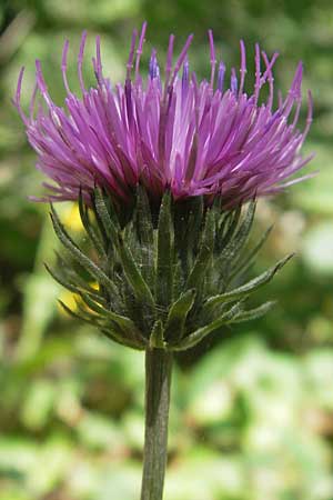 Carduus defloratus \ Alpen-Distel / Alpine Thistle, D Wutach - Schlucht / Gorge 12.6.2011