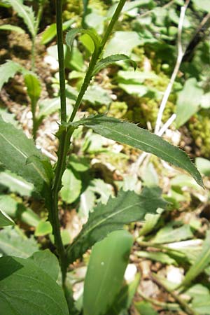 Carduus defloratus \ Alpen-Distel / Alpine Thistle, D Wutach - Schlucht / Gorge 12.6.2011