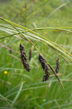 Carex ferruginea \ Rost-Segge / Rusty Sedge, D Oberstdorf 22.6.2011