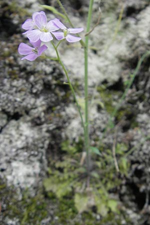 Arabidopsis arenosa \ Sand- / Sand Rock-Cress, D Idar-Oberstein 25.6.2011