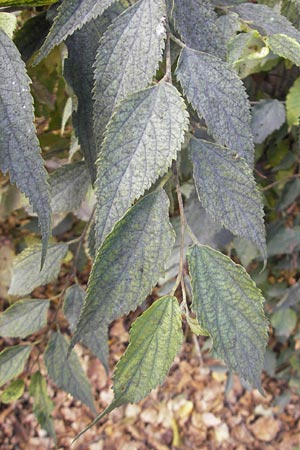 Celtis australis / European Nettle Tree, D Karlsruhe 29.10.2011