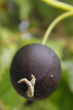 Celtis australis \ Europischer Zrgelbaum, Sdlicher Zrgelbaum, D Karlsruhe 29.10.2011