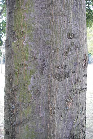 Celtis australis \ Europischer Zrgelbaum, Sdlicher Zrgelbaum, D Karlsruhe 29.10.2011