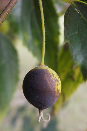 Celtis australis / European Nettle Tree, D Karlsruhe 29.10.2011