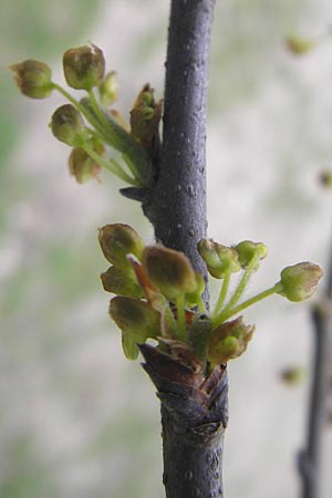 Celtis australis \ Europischer Zrgelbaum, Sdlicher Zrgelbaum, D Karlsruhe 31.3.2012