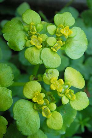 Chrysosplenium alternifolium \ Wechselblttriges Milzkraut, Gold-Milzkraut / Alternate-Leaved Golden-Saxifrage, D Donnersberg 3.5.2012