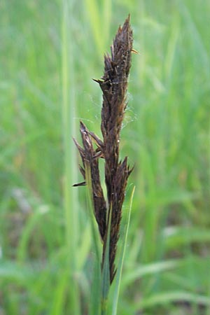 Carex acutiformis \ Sumpf-Segge, D Ketsch 22.5.2012