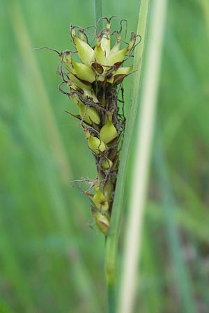 Carex acutiformis \ Sumpf-Segge / Lesser Pond Sedge, D Ketsch 22.5.2012