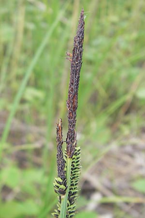 Carex acuta \ Schlank-Segge, Spitz-Segge / Acute Sedge, Slender Tufted Sedge, D Mannheim 23.5.2012