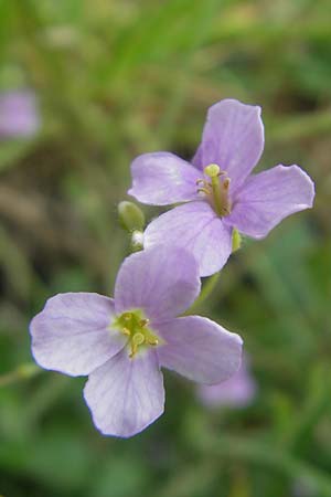 Arabidopsis arenosa subsp. borbasii \ Barbas' Sand-Schaumkresse / Borbas' Sand Rock-Cress, D Solnhofen 5.6.2012