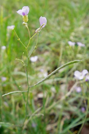 Arabidopsis arenosa subsp. borbasii \ Barbas' Sand-Schaumkresse / Borbas' Sand Rock-Cress, D Solnhofen 5.6.2012