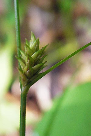 Carex remota \ Winkel-Segge, D Schwarzwald, Reichental 7.7.2012