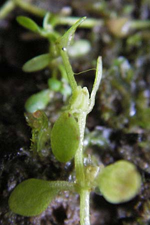 Callitriche spec3 ? / Water Starwort, D Eberbach 17.7.2012