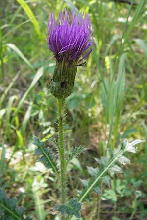 Cirsium acaule \ Stngellose Kratzdistel, D Thüringen, Drei Gleichen 6.8.2013