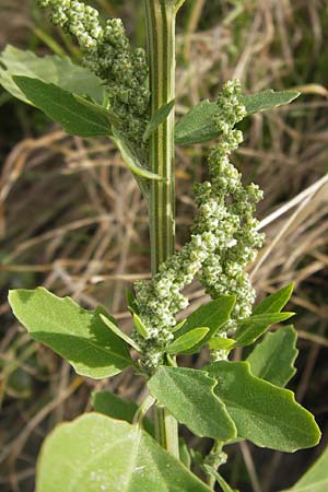 Chenopodium album subsp. borbasii \ Dreilappiger Weier Gnsefu, Borbas' Weier Gnsefu / Borbas' Fat Hen, D Mannheim 29.9.2013