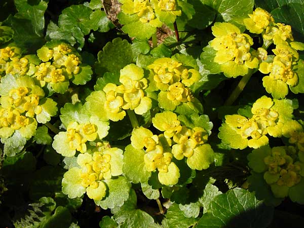 Chrysosplenium alternifolium \ Wechselblttriges Milzkraut, Gold-Milzkraut, D Hassenbach 27.3.2014