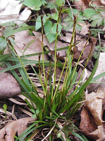 Carex digitata \ Finger-Segge / Fingered Sedge, D Thüringen, Weimar 28.3.2014