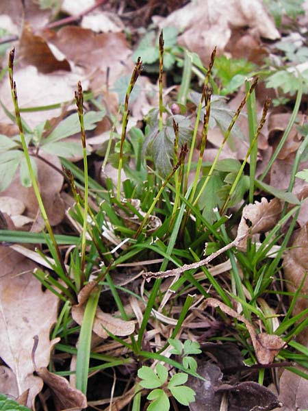 Carex digitata \ Finger-Segge / Fingered Sedge, D Thüringen, Weimar 28.3.2014