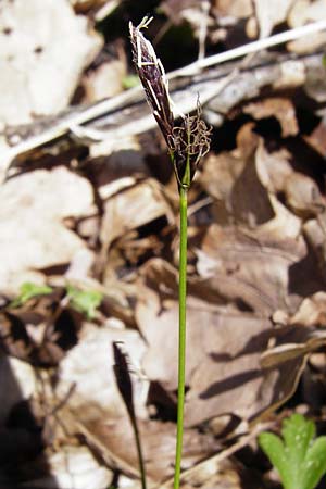 Carex umbrosa \ Schatten-Segge / Umbrosa Sedge, D Wassertrüdingen-Obermögersheim 29.3.2014