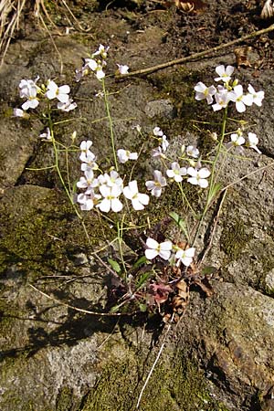Arabidopsis arenosa \ Sand- / Sand Rock-Cress, D Obernzell an der Donau 30.3.2014