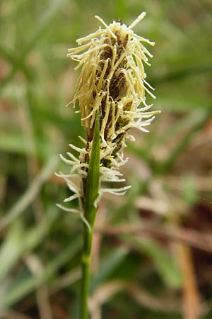 Carex caryophyllea / Spring Sedge, D Ketsch 3.4.2014