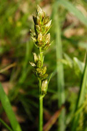 Carex vulpina \ Fuchs-Segge, D Lorsch 7.4.2014