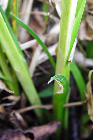 Carex vulpina \ Fuchs-Segge, D Lorsch 7.4.2014