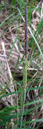 Carex elata \ Steife Segge / Tufted Sedge, D Mannheim 29.4.2014