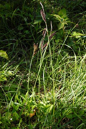 Carex flacca \ Blaugrne Segge / Blue Sedge, Carnation Grass, D Langgöns 17.5.2014