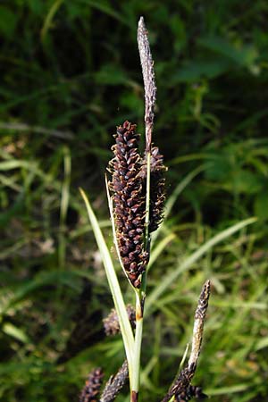 Carex flacca \ Blaugrne Segge, D Langgöns 17.5.2014