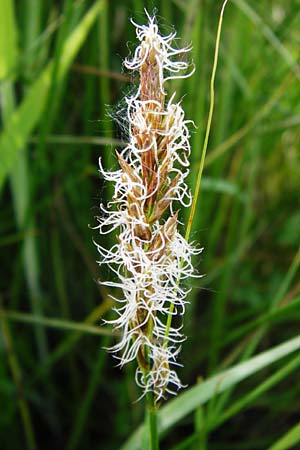 Carex vulpina \ Fuchs-Segge, D Pfalz, Bellheim 21.5.2014