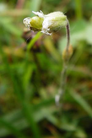 Cerastium arvense \ Acker-Hornkraut / Field Mouse-Ear, D Herborn 24.5.2014