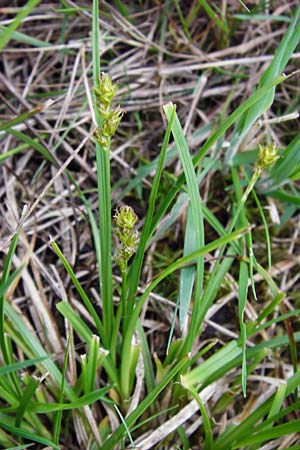 Carex spicata \ Stachel-Segge, Korkfrchtige Segge / Spicate Sedge, Prickly Sedge, D Viernheim 27.5.2014