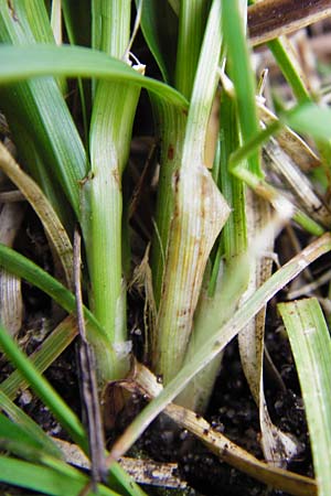 Carex spicata \ Stachel-Segge, Korkfrchtige Segge, D Viernheim 27.5.2014